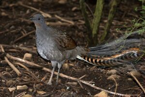 Lyrebirds.jpg